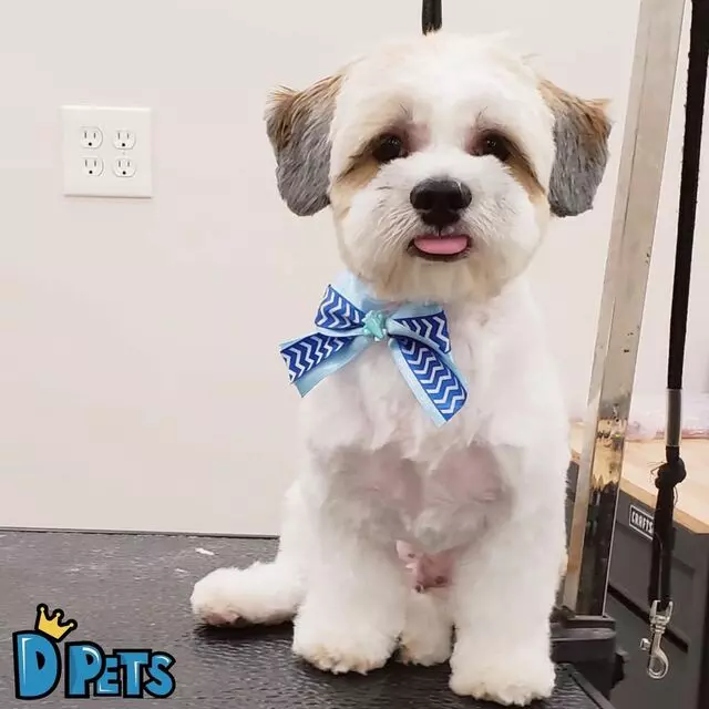 D&apos;Pets Grooming