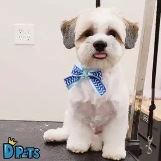 D'Pets Grooming