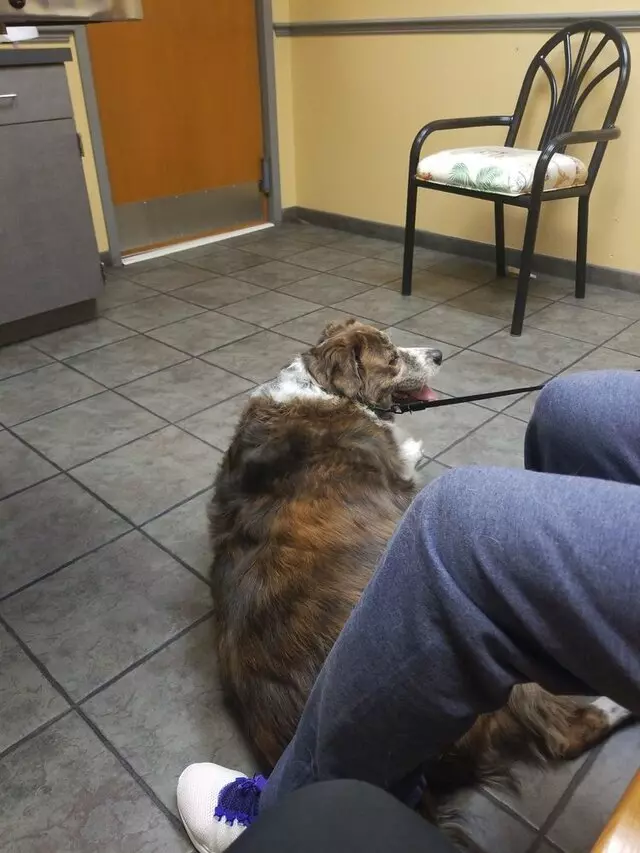Conway Veterinary Hospital