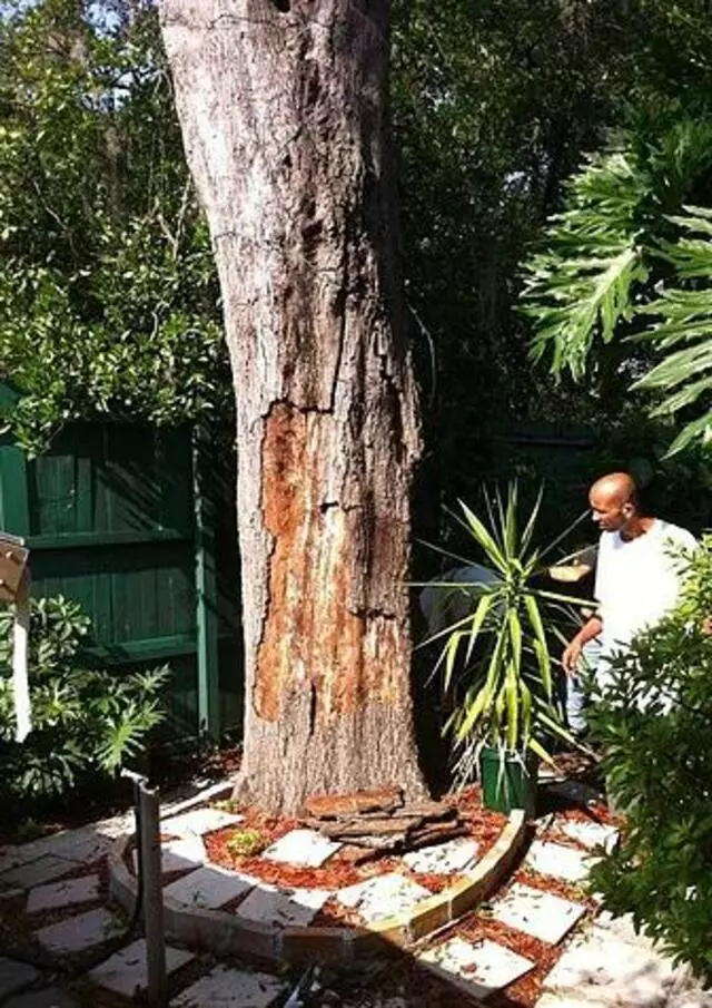 A Final Cut Tree Service