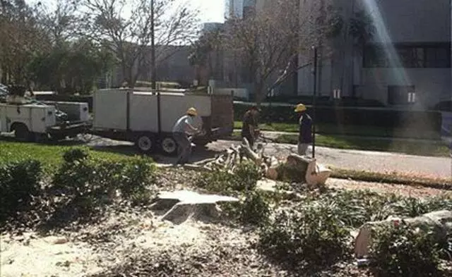 A Final Cut Tree Service