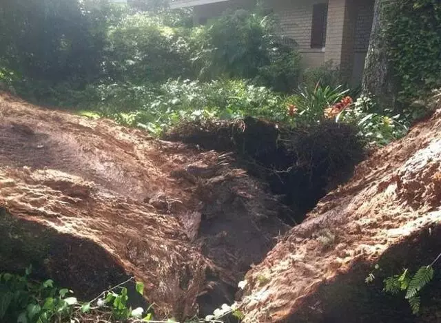 A Final Cut Tree Service