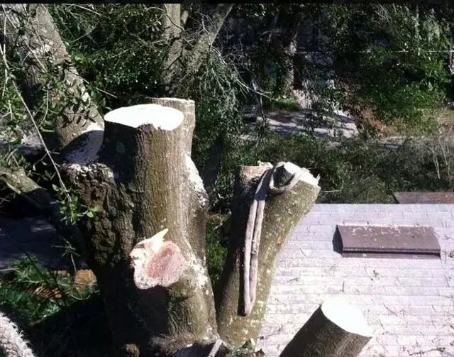 A Final Cut Tree Service