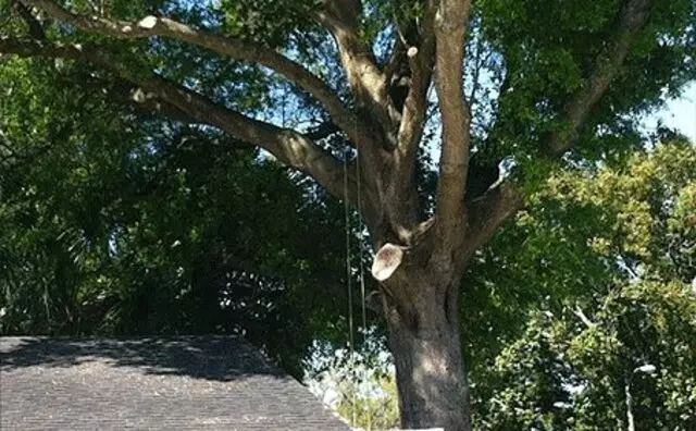 A Final Cut Tree Service