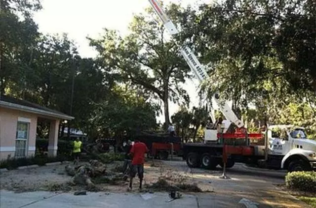 A Final Cut Tree Service