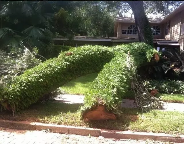A Final Cut Tree Service