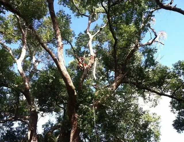 A Final Cut Tree Service