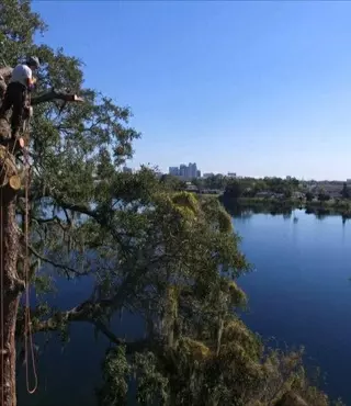 A Final Cut Tree Service