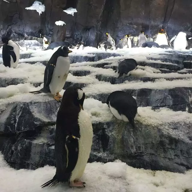 Antarctica: Empire of the Penguin