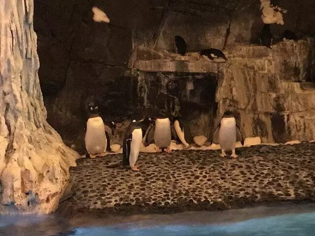 Antarctica: Empire of the Penguin