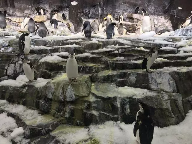 Antarctica: Empire of the Penguin