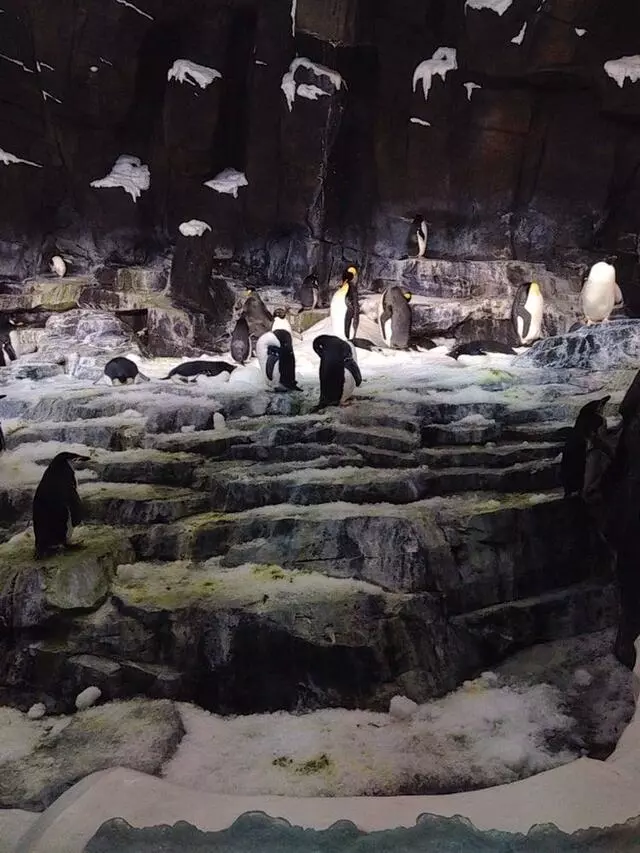 Antarctica: Empire of the Penguin