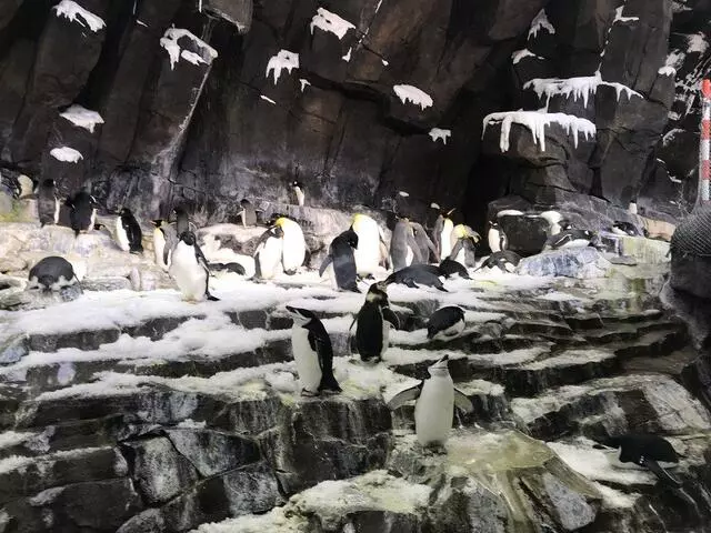 Antarctica: Empire of the Penguin