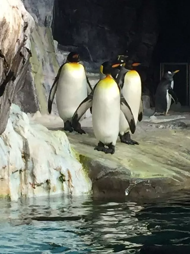 Antarctica: Empire of the Penguin