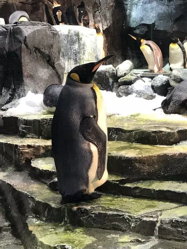 Antarctica: Empire of the Penguin