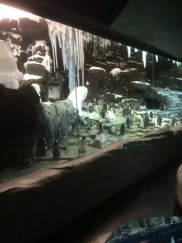 Antarctica: Empire of the Penguin