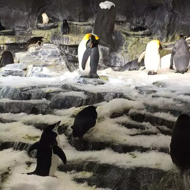 Antarctica: Empire of the Penguin