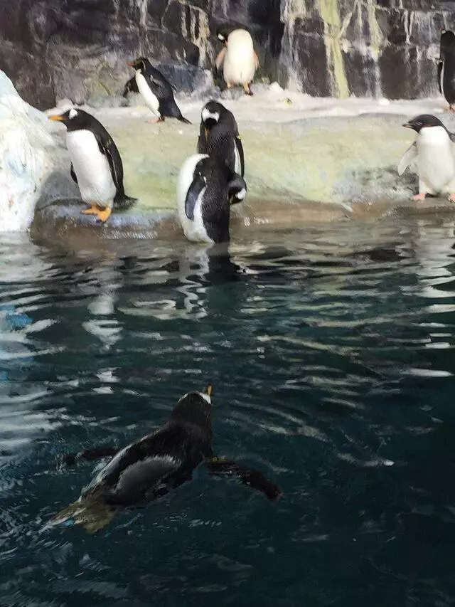 Antarctica: Empire of the Penguin