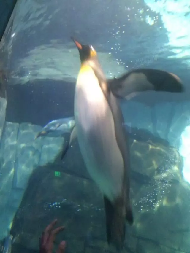 Antarctica: Empire of the Penguin