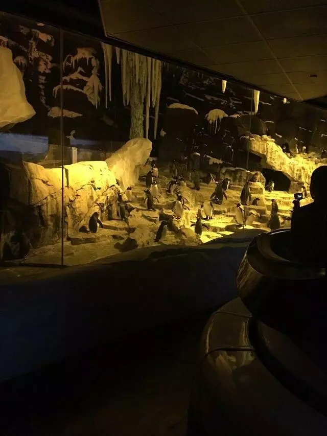 Antarctica: Empire of the Penguin