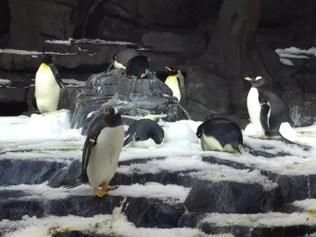 Antarctica: Empire of the Penguin