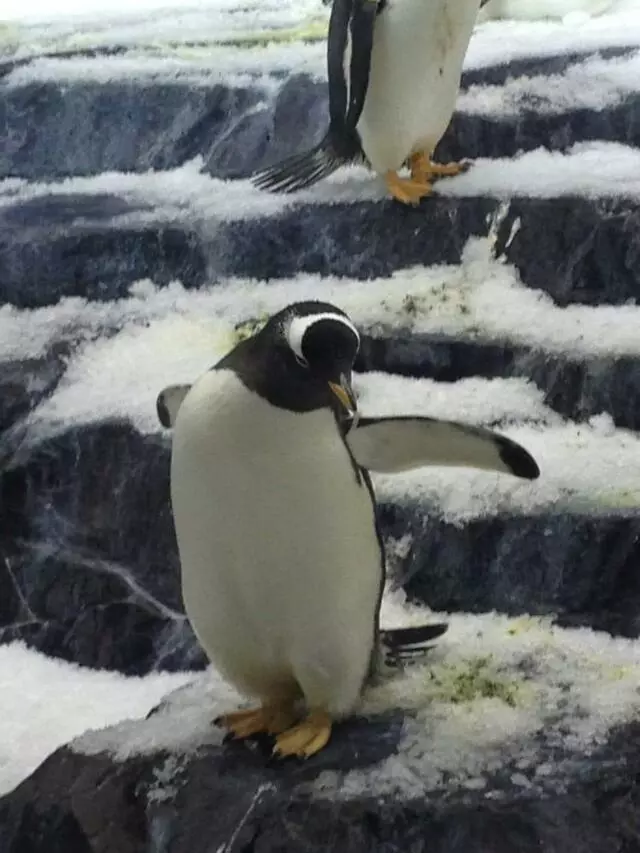 Antarctica: Empire of the Penguin