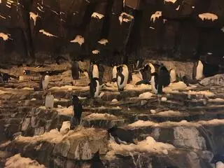 Antarctica: Empire of the Penguin