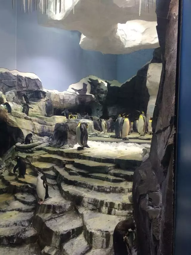 Antarctica: Empire of the Penguin