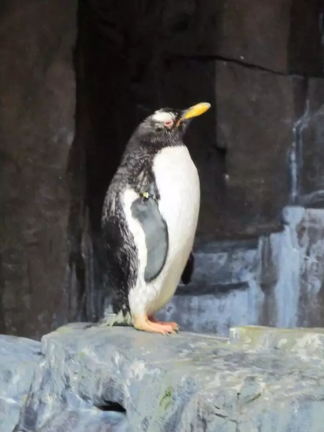 Antarctica: Empire of the Penguin