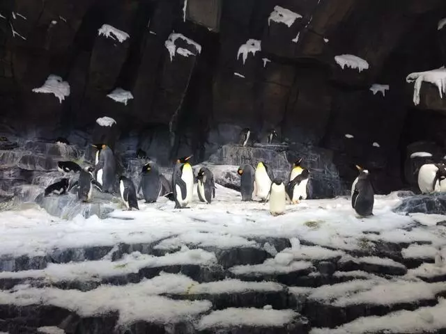 Antarctica: Empire of the Penguin