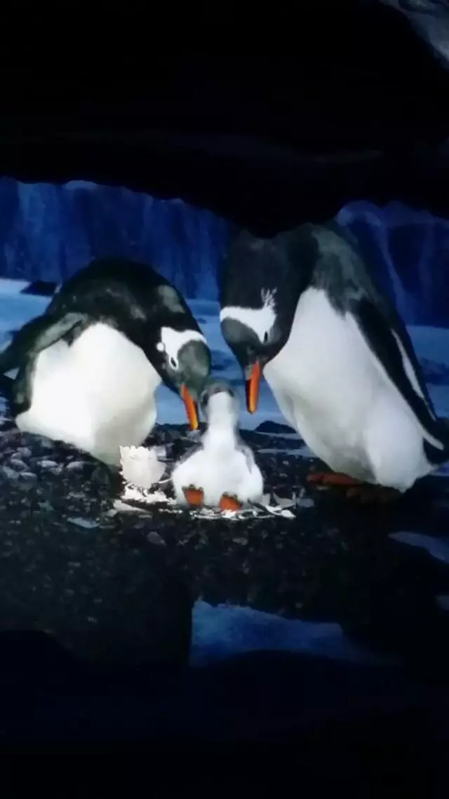 Antarctica: Empire of the Penguin
