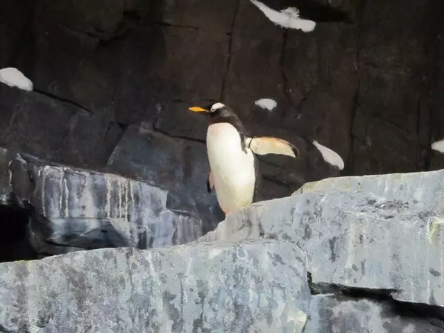 Antarctica: Empire of the Penguin