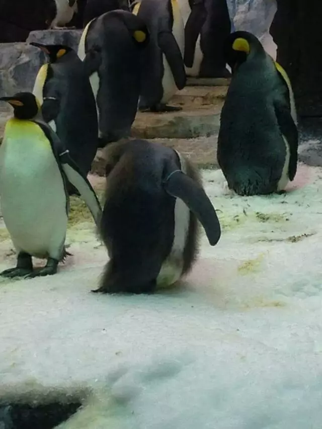 Antarctica: Empire of the Penguin