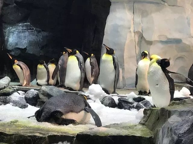 Antarctica: Empire of the Penguin