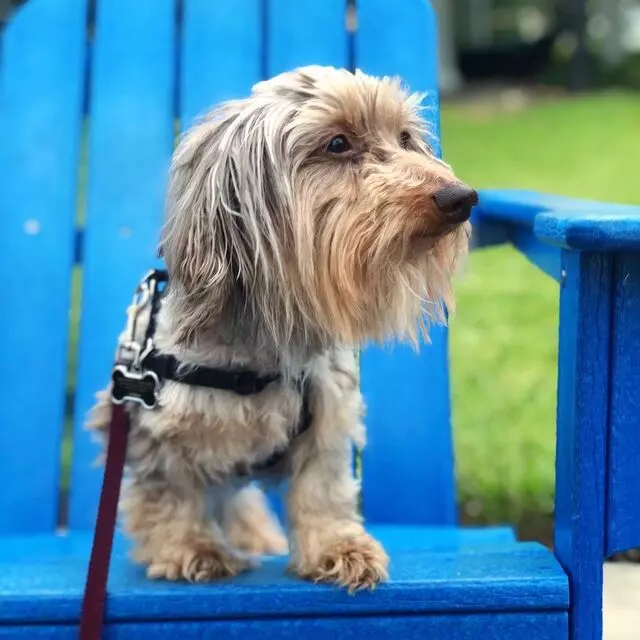 Downtown Dog Walker