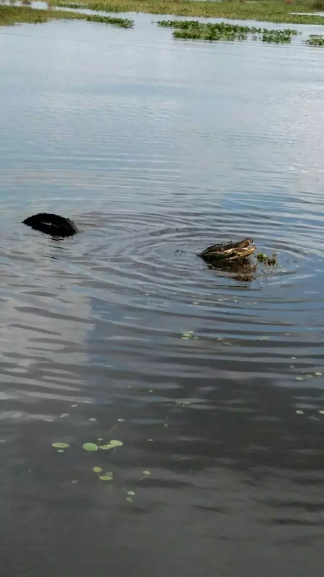 Airrow Boat Tours