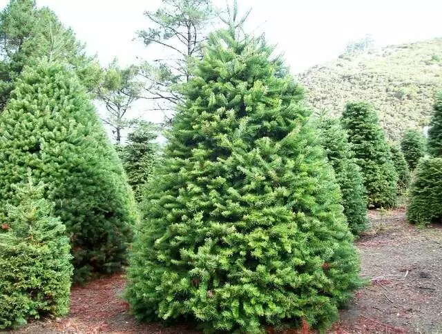 All Christmas