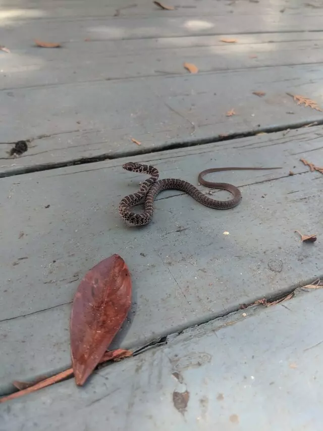 Total Pest Services