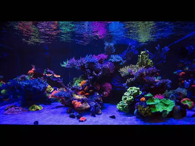 World Wide Corals
