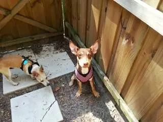 DYING to SURVIVE- life in a kill shelter