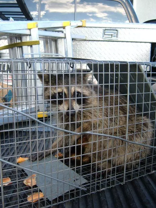 Affordable Critter Solutions