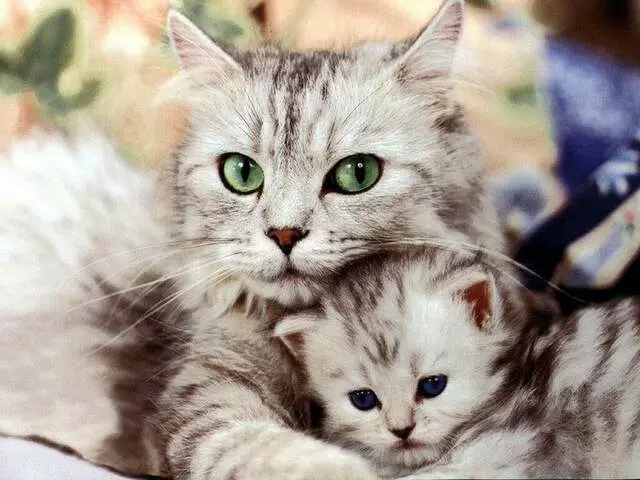 Purrr Friend