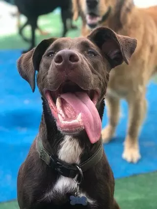 4 Paws Resort & Spa Orlando