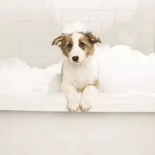 PetSmart
