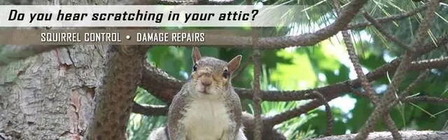 AAAC Wildlife Control