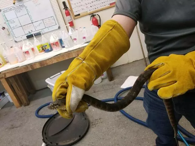 AAAC Wildlife Control
