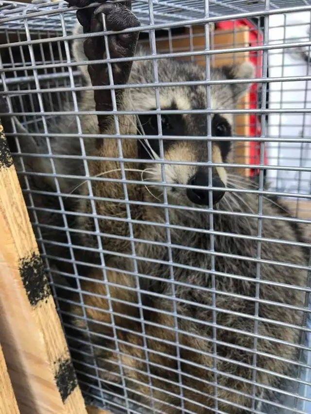 AAAC Wildlife Control