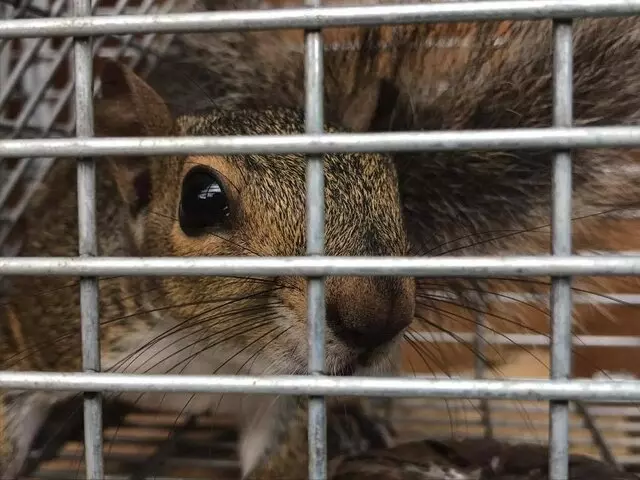 AAAC Wildlife Control
