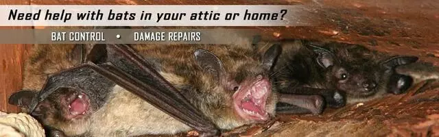 AAAC Wildlife Control