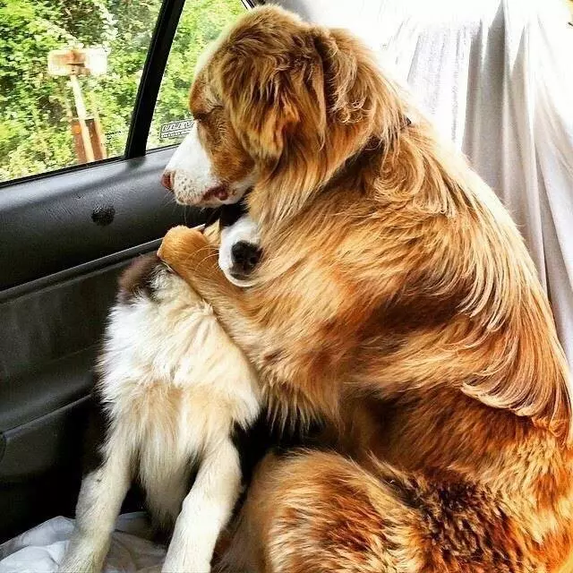 My Furrst Love Pet Care